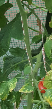 Hortiray Tomatenkoord - biologisch en composteerbaar - 50M
