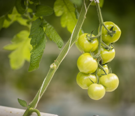 Picture of Horticulture